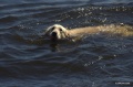Файл=IMG_8144.jpg
Объём=284КБ
Размеры=1024x682
Дата=Июнь 27, 2010 IMG_8144.jpg