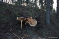 Файл=IMG_6983.jpg
Объём=344КБ
Размеры=1200x800
Дата=Апр 25, 2010 IMG_6983.jpg