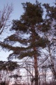 Файл=img_0997.jpg
Объём=216КБ
Размеры=531x800
Дата=Март 09, 2006 img_0997.jpg