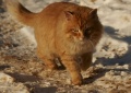 Файл=img_6474.jpg
Объём=57КБ
Размеры=700x496
Дата=Фев 28, 2007 img_6474.jpg