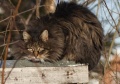Файл=img_6499.jpg
Объём=71КБ
Размеры=700x495
Дата=Фев 28, 2007 img_6499.jpg