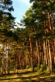 Файл=forest.jpg
Объём=183КБ
Размеры=400x600
Дата=Авг 21, 2006 forest.jpg