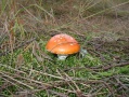 Файл=dsc01539.jpg
Объём=355КБ
Размеры=2592x1944
Дата=Сент 25, 2006 dsc01539.jpg