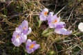 Файл=img_1459.jpg
Объём=245КБ
Размеры=768x512
Дата=Апр 02, 2007 img_1459.jpg
