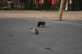 Файл=img_1770.jpg
Объём=184КБ
Размеры=768x512
Дата=Май 07, 2007 img_1770.jpg