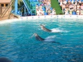 Файл=sochi_067.jpg
Объём=143КБ
Размеры=800x600
Дата=Окт 05, 2007 sochi_067.jpg