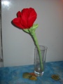 Файл=DSCN0997.JPG
Объём=157КБ
Размеры=600x800
Дата=Март 22, 2010 DSCN0997.JPG