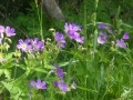 DSCN2414.jpg
