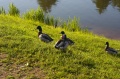 Файл=img_4048.jpg
Объём=187КБ
Размеры=800x531
Дата=Июнь 13, 2006 img_4048.jpg