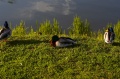 Файл=img_4062.jpg
Объём=177КБ
Размеры=800x531
Дата=Июнь 13, 2006 img_4062.jpg